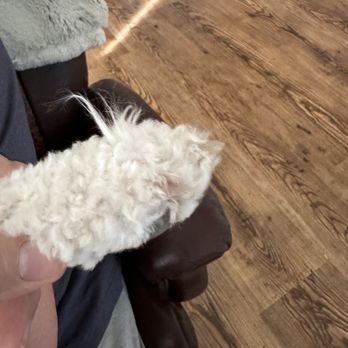 Bare Bones Dog Wash - All feet and body left very uneven and long strains of fur on all feet - Pet Groomers Near Me - Eugene, Oregon