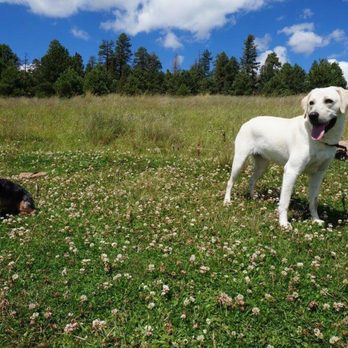 Animal Kingdom - Our beautiful Lab - Pet Stores Near Me - Tucson, Arizona