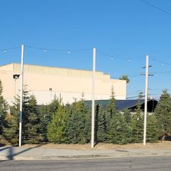 Liberty Christmas Trees