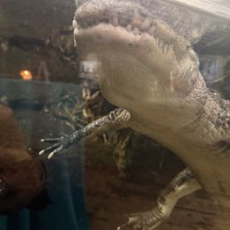 Gator Gator