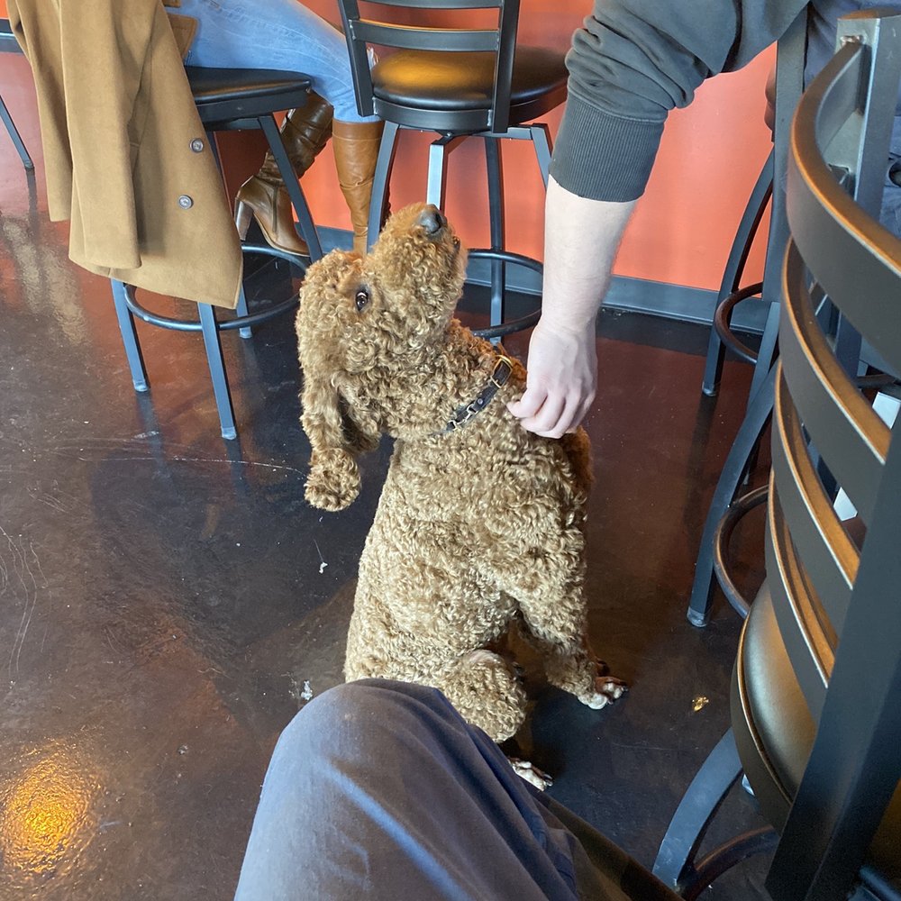 Thirsty Skull Brewing - a person petting a dog - Breweries Near Me - Siler City, North Carolina Thirsty Skull Brewing - a person petting a dog - Breweries Near Me - Siler City, North Carolina