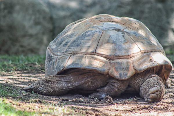 Los Angeles Zoo by null