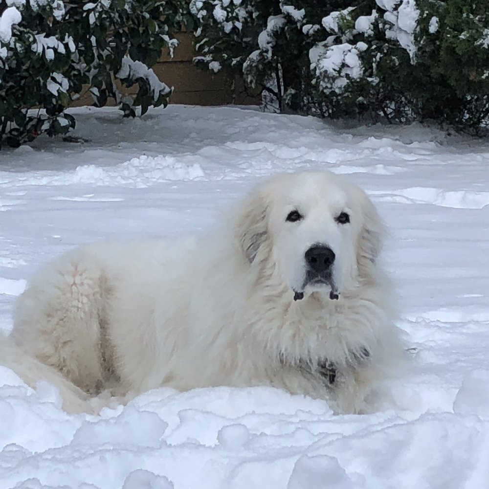 Columbia River Veterinary Specialists - Wilson in his happy place. - Veterinarians Near Me - Vancouver, Washington