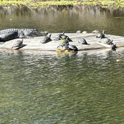 Horton Pond & Tupelo Trail - Alligator and turtles