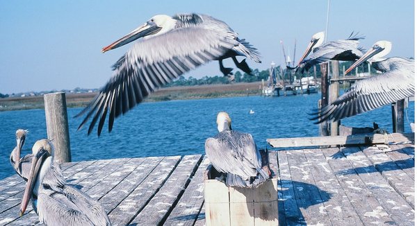 Folly Beach by null
