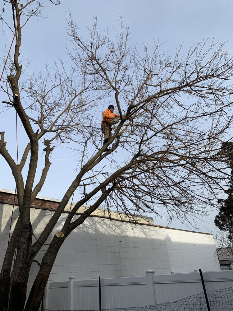 Jc Tree Care - tree service in Ridgewood, NY