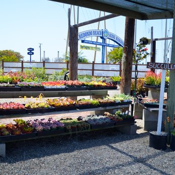 Peter's Garden Center - Ohhhhh the colors of their succulents and varieties are just amazing! - Nurseries & Gardening Near Me - Redondo Beach, California Peter's Garden Center - Ohhhhh the colors of their succulents and varieties are just amazing! - Nurseries & Gardening Near Me - Redondo Beach, California