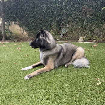 Redeemed K9 - Bo - Belgian Malinois/Husky - Pet Training Near Me Redeemed K9 - Bo - Belgian Malinois/Husky - Pet Training Near Me