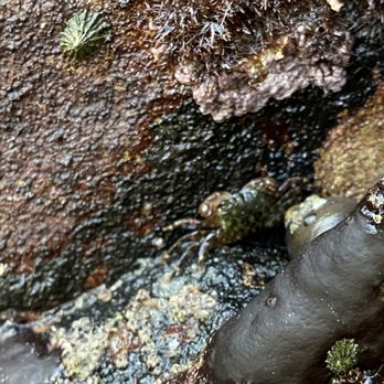 Pfeiffer Beach - Tiny crab - Beaches Near Me - Big Sur, California Pfeiffer Beach - Tiny crab - Beaches Near Me - Big Sur, California