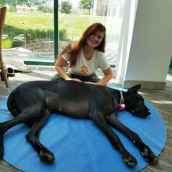 Now and Zen Pet Massage & Natural Care - Therapy dog Tru