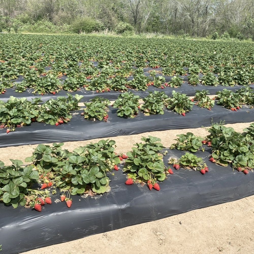 Froberg's Farm - Strawberry field - Pick Your Own Farms Near Me - Alvin, Texas Froberg's Farm - Strawberry field - Pick Your Own Farms Near Me - Alvin, Texas