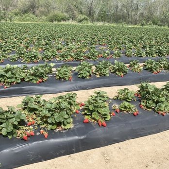 Froberg's Farm - Strawberry field - Pick Your Own Farms Near Me - Alvin, Texas