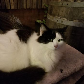 Bear's Hideaway - Clyde the Cat will purr by your side. - Wine Bars Near Me - San Juan Bautista, California