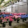 Pandy's Garden Center gift card