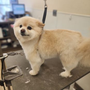Bestfriends pets spaw - Pet Groomers Near Me Bestfriends pets spaw - Pet Groomers Near Me