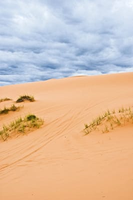 Coral Pink Sand Dunes State Park by null