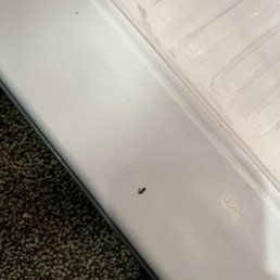 Dead fly inside refrigerator. Dead fly inside refrigerator.