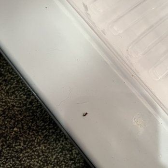 Masoods Lodge - Dead fly inside refrigerator. - Hotels Near Me - Boulder Creek, California Masoods Lodge - Dead fly inside refrigerator. - Hotels Near Me - Boulder Creek, California
