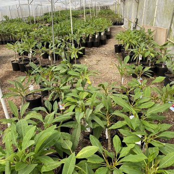 C Stars Nursery - Nurseries & Gardening Near Me - Gardena, California