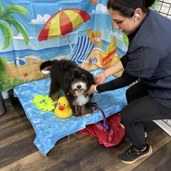 Woof Gang Bakery & Grooming Kendall - Happiness after meeting her groomer