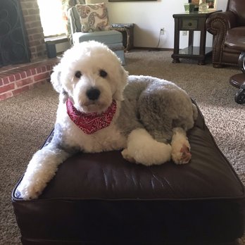 BluePearl Pet Hospital - Veterinarians Near Me - Oklahoma City, Oklahoma