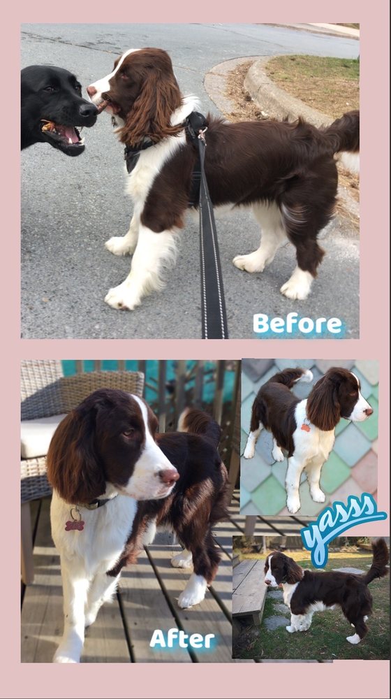THE POOCH PARLOUR Updated October 2024 451 Windmill Road, Dartmouth