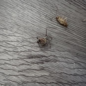 Meridian Pointe Apartments - Roaches - Apartments Near Me - Northridge, California Meridian Pointe Apartments - Roaches - Apartments Near Me - Northridge, California