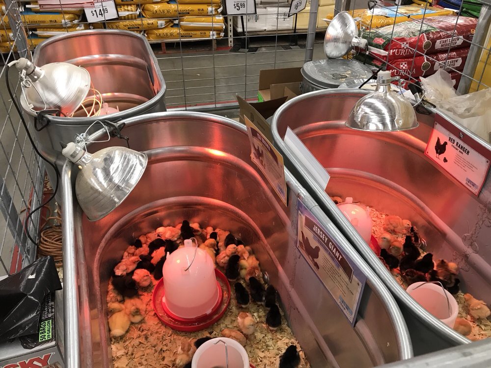 TRACTOR SUPPLY 13 Photos Hardware Stores 1884 Collins Blvd