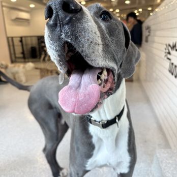 Dozo Dog  - Pet Groomers Near Me - Astoria, New York