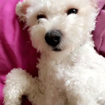 San Jose Puppies - Pet Services Near Me San Jose Puppies - Pet Services Near Me