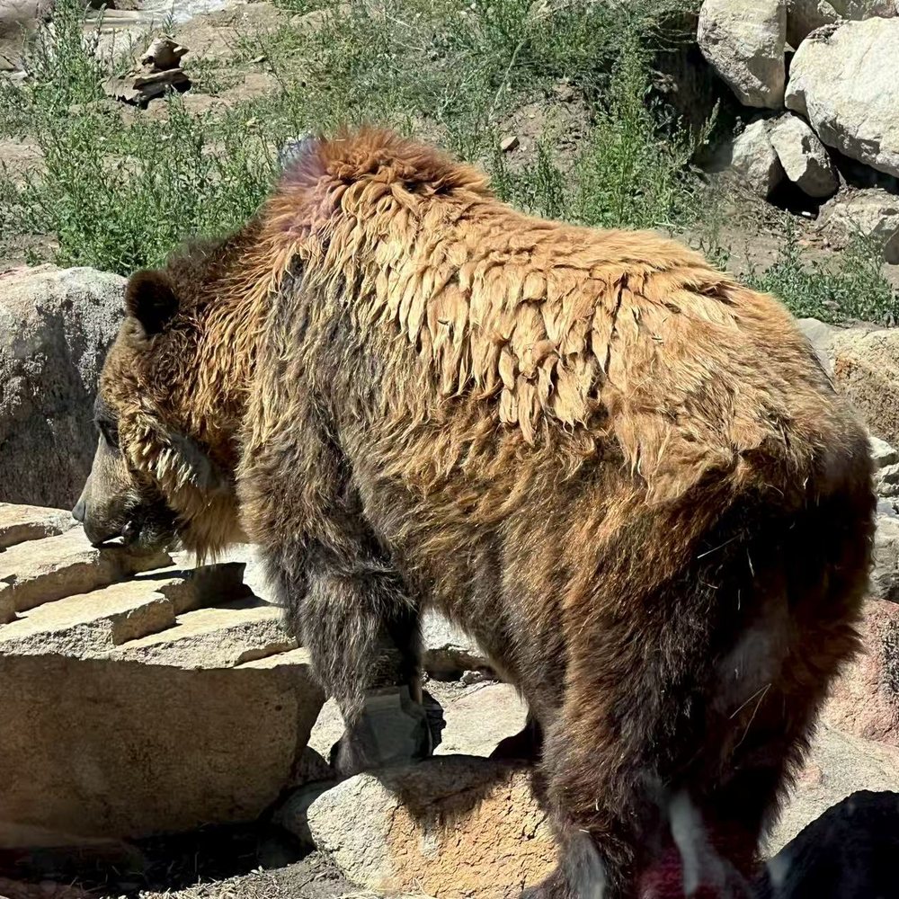 Big Bear Alpine Zoo - Bear - Zoos Near Me - Big Bear Lake, California Big Bear Alpine Zoo - Bear - Zoos Near Me - Big Bear Lake, California