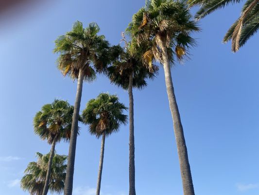 Hotel Jardin Tecina by null