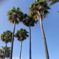 Hotel Jardín Tecina - Palmen und klarer Himmel