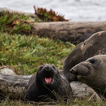 Drakes Beach - Feb 2, 2019 Elephant Seal Takeover of Drake's Beach - Beaches Near Me - Point Reyes Station, California Drakes Beach - Feb 2, 2019 Elephant Seal Takeover of Drake's Beach - Beaches Near Me - Point Reyes Station, California