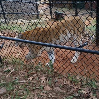 Tiger Creek Animal Sanctuary - Community Service/Non-Profit Near Me - Tyler, Texas