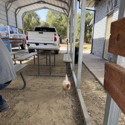 Los Chilangos - Chickens in the yard.