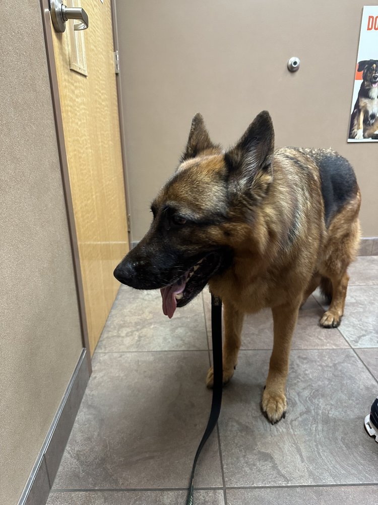 IRON MOUNTAIN ANIMAL HOSPITAL Updated September 2024 13 Photos 325 Kent St, Iron Mountain