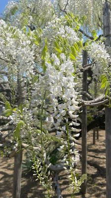 Ashikaga Flower Park by null