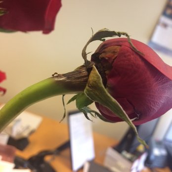 Flowers By Silvestri - Brown and ugly!!!! - Florists Near Me - San Bruno, California