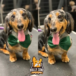 camp bow wow application