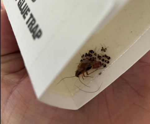 Cockroach Control & Prevention - Cockroach can be one of the more frustrating pests to deal with at your home or business. They can multiply fast and be seemingly impossible to kill. We help eliminate current infestations and provide future ones from arising. Cockroach Control & Prevention - Cockroach can be one of the more frustrating pests to deal with at your home or business. They can multiply fast and be seemingly impossible to kill. We help eliminate current infestations and provide future ones from arising.