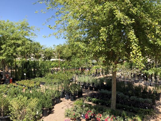 Arcadia Color Garden 1828 N 52nd St Phoenix Az Nurseries Arcadia Color Garden 1828 N 52nd St Phoenix Az Nurseries