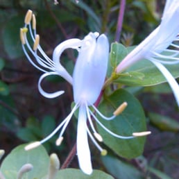 Flora Flora