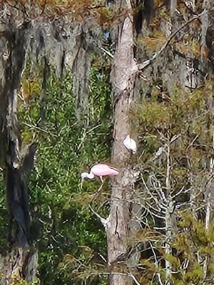 Stephen C Foster State Park by null