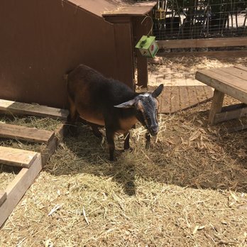Whitfill Nursery - Goat - Nurseries & Gardening Near Me - Phoenix, Arizona Whitfill Nursery - Goat - Nurseries & Gardening Near Me - Phoenix, Arizona