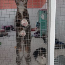 Save the Animals Foundation