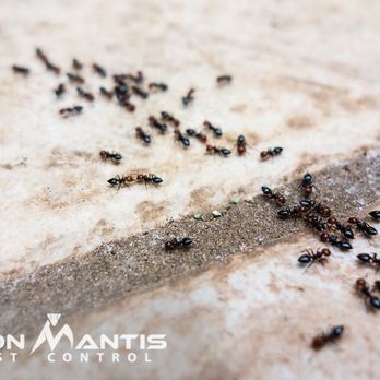 Iron Mantis Pest Control - Pest Control Near Me - Mesa, Arizona