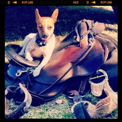 Flying Q Farms - Zoey, the tiny trail dog