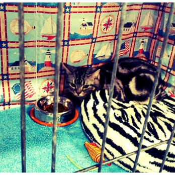 Del Mar Fairgrounds - Cat looks like he hates America and all that is nautical. - Stadiums & Arenas Near Me - Del Mar, California