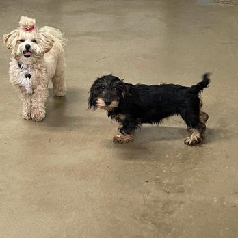 Happy Tails & Trails - Playing with my new friend! - Pet Sitting Near Me - Chicago, Illinois